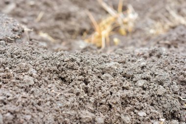 Bir sebze yetiştirme aracı olarak temiz toprak