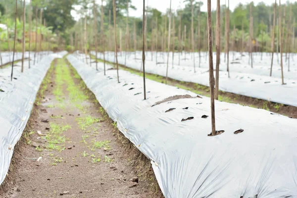 Terras Agrícolas São Cobertas Com Plástico Dado Buraco Para Plantar — Fotografia de Stock