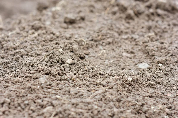 Czysta Gleba Jako Podłoże Uprawne Warzyw — Zdjęcie stockowe