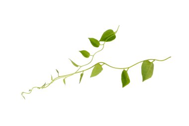 heart-shaped green leaf forest vine isolated on a white background, including clipping path. can be used as wallpaper