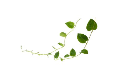 heart-shaped green leaf forest vine isolated on a white background, including clipping path. can be used as wallpaper