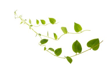 heart-shaped green leaf forest vine isolated on a white background, including clipping path. can be used as wallpaper