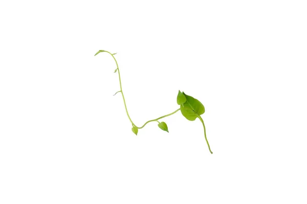 Heart Shaped Green Leaf Forest Vine Isolated White Background Including — Foto Stock