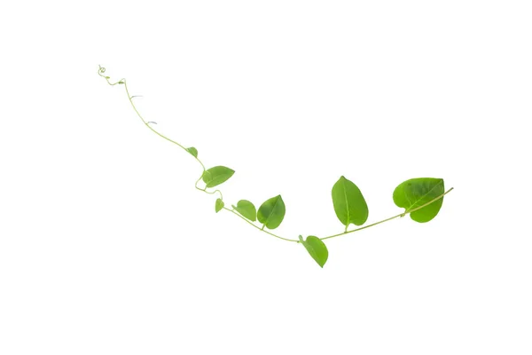 Heart Shaped Green Leaf Forest Vine Isolated White Background Including — 스톡 사진