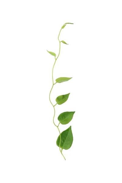 Heart Shaped Green Leaf Forest Vine Isolated White Background Including — 스톡 사진