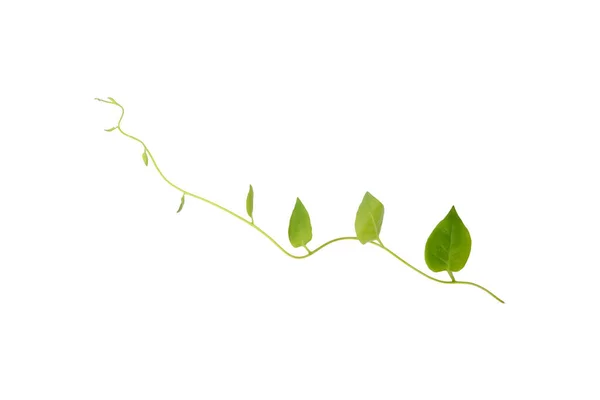 Heart Shaped Green Leaf Forest Vine Isolated White Background Including — 스톡 사진