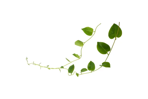 Heart Shaped Green Leaf Forest Vine Isolated White Background Including Stock Kép