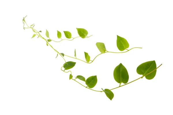 Heart Shaped Green Leaf Forest Vine Isolated White Background Including ロイヤリティフリーのストック画像