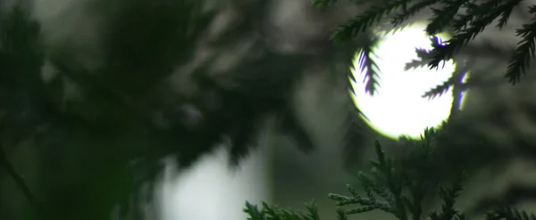Árvore Natal Com Alguns Bokeh Luz Fundo Borrado — Fotografia de Stock
