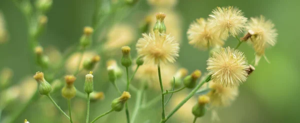 Paardebloem Zaden Het Zonlicht Wegwaaien Een Frisse Groene Ochtend Achtergrond — Stockfoto