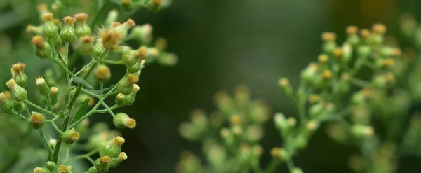 Paardebloem Zaden Het Zonlicht Wegwaaien Een Frisse Groene Ochtend Achtergrond — Stockfoto