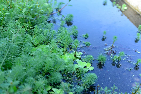 Myriophyllum Aquaticum Bitkisi Temiz Akışının Olduğu Bir Nehirde — Stok fotoğraf