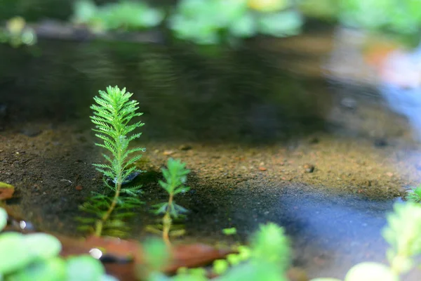 Myriophyllum Aquaticum Planta Está Río Con Flujo Agua Clara — Foto de Stock