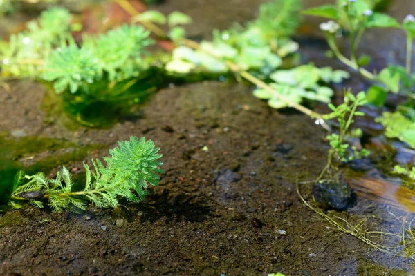 Myriophyllum Aquaticum Plant River Clear Water Flow — 图库照片