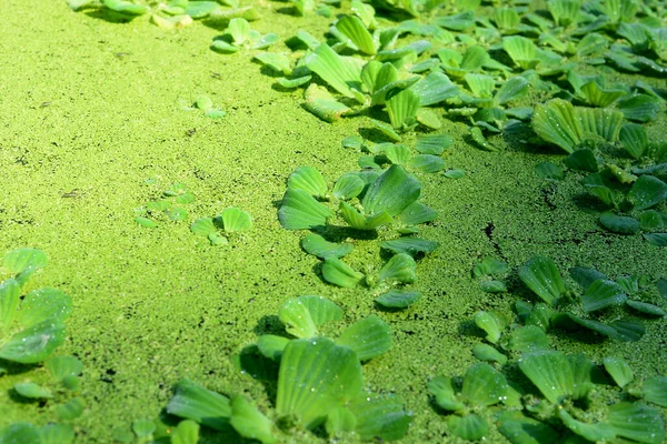 Water Hyacinth Aquatic Plants Covering Surface Pond Water — 图库照片