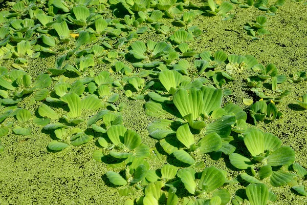 Water Hyacinth Aquatic Plants Covering Surface Pond Water — 스톡 사진