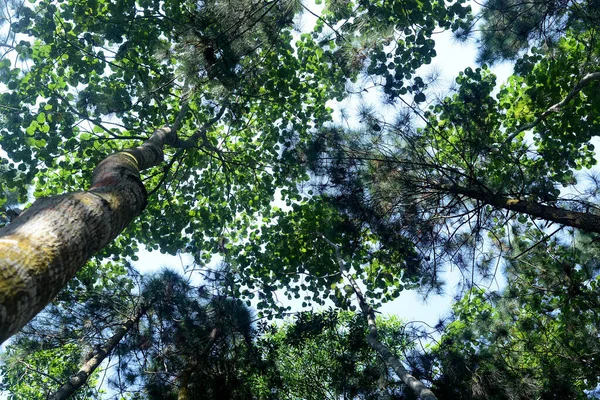 Hojas Altas Árbol Con Luz Solar Puede Utilizar Como Fondo — Foto de Stock