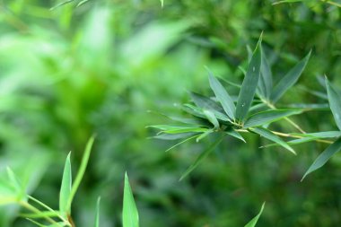 Bambuların doğal ışık desenli bulanık doğa manzarası. Güzel yeşil yapraklar ve tropikal ormanda bokeh ile ağaç. Bulanık güneşli arkaplanda büyüyen bambu sınır tasarımı