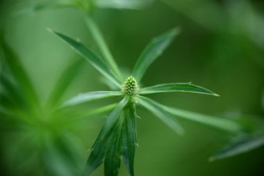 Yeşil yaprakların parktaki bulanık yeşil arkaplan üzerindeki doğa görünümünü doğal yeşil bitki arka planı, ekoloji, yeni duvar kağıdı kavramı kullanılarak fotokopi alanı ile kapat.