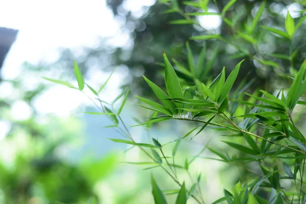 Naturlandschaft Ansicht Von Bambuszweig Mit Natürlichem Licht Unscharfen Stil Schöne — Stockfoto