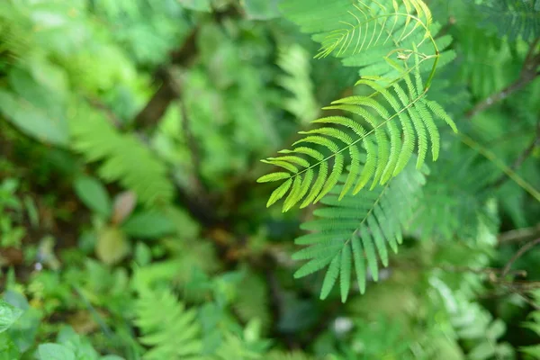 Nahaufnahme Der Natur Ansicht Der Grünen Blätter Auf Unscharfen Grünlichen — Stockfoto