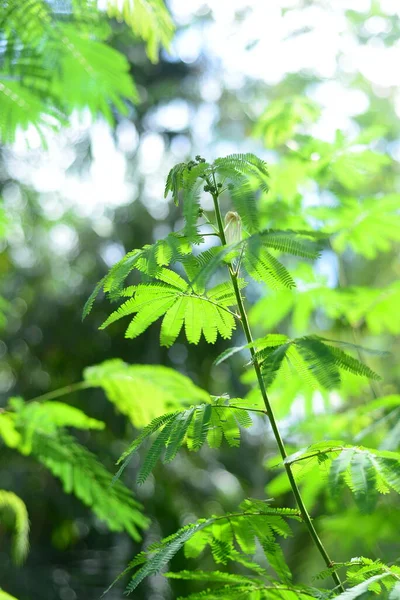 Θολή Από Κοντά Λαμπερά Ζουμερά Εξωτικά Φύλλα Τροπικής Ζούγκλας Ακτίνες — Φωτογραφία Αρχείου