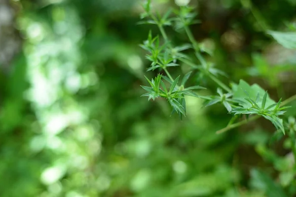 Gros Plan Vue Sur Nature Des Feuilles Vertes Sur Fond — Photo