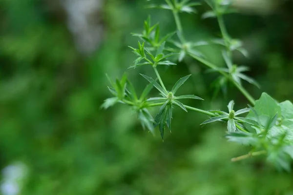 Close Natuur Uitzicht Groene Bladeren Wazig Groenachtige Achtergrond Park Met — Stockfoto