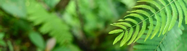 Природа Зеленого Листя Саду Влітку Натуральне Зелене Листя Рослини Використовуються — стокове фото