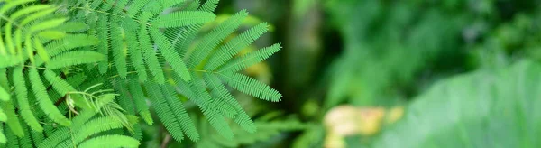 Природа Зеленого Листя Саду Влітку Натуральне Зелене Листя Рослини Використовуються — стокове фото