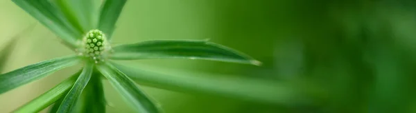 Naturen Gröna Blad Trädgården Sommaren Naturliga Gröna Blad Växter Med — Stockfoto