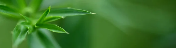 Natur Des Grünen Blattes Garten Sommer Natürliche Grüne Blätter Pflanzen — Stockfoto