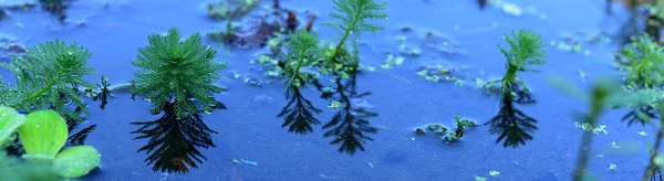 夏天花园绿叶的性质 天然绿叶植物 用作春季背景图页环境生态或绿色墙纸 — 图库照片