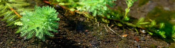 Aard Van Het Groene Blad Tuin Zomer Natuurlijke Groene Bladeren — Stockfoto