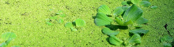 夏天花园绿叶的性质 天然绿叶植物 用作春季背景图页环境生态或绿色墙纸 — 图库照片