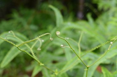 Arka planda doğal yeşil bitkiler manzarası, ekoloji, taze kapak sayfası konseptini kullanarak arka planda metni kopyalayan bulanık yeşil arka planda güzel eğreltiotu doğa görünümü.