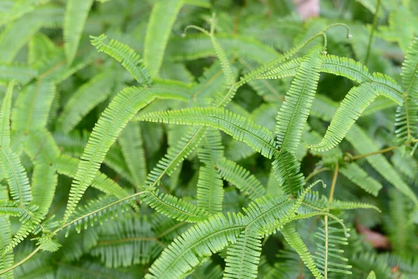 Vista Naturaleza Primer Plano Hermoso Helecho Sobre Fondo Vegetación Borrosa —  Fotos de Stock