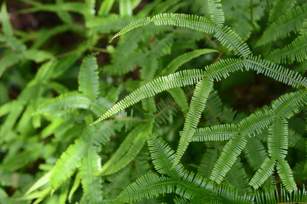 Närbild Natur Syn Vackra Ormbunke Suddig Grönska Bakgrund Trädgården Med — Stockfoto