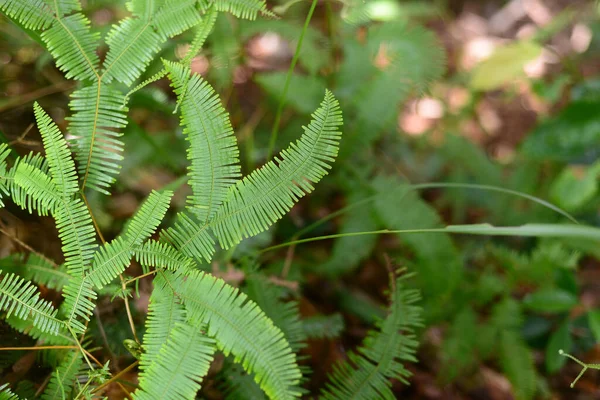 Vista Naturaleza Primer Plano Hermoso Helecho Sobre Fondo Vegetación Borrosa —  Fotos de Stock