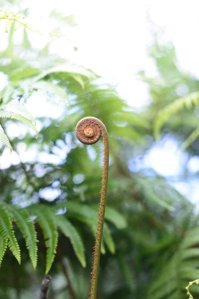 Fern Unfurling Spring Blurred Background Sunlight Delicate Green Natural Background — Stock Photo, Image