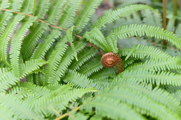 Fern Unfurling Spring Blurred Background Sunlight Delicate Green Natural Background — Stock Photo, Image