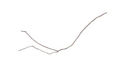 Spiral kıvrımlı orman ağacı dalı, sarmaşık bitkisi, beyaz arka planda izole edilmiş üzüm kökü, kırpma yolu da dahil. HD Resim ve Büyük Çözünürlük. Duvar kağıdı olarak kullanılabilir