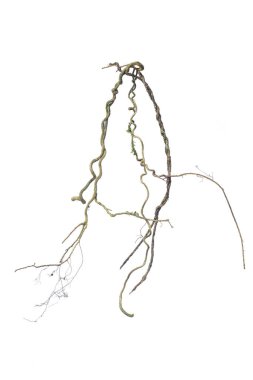 Yeşil yosunlarla kaplı büyük bir ağaç kökü, beyaz arka planda izole edilmiş, kırpma yolu da dahil. Çiçek Tasarımı. HD Resim ve Büyük Çözünürlük. Duvar kağıdı olarak kullanılabilir