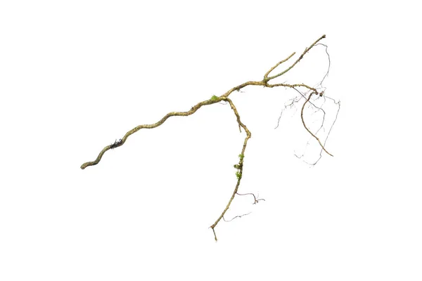 緑の苔で生い茂った大きな木の根は クリッピングパスが含まれている白い背景に隔離されています 花のデザイン Hd画像と大解像度 壁紙として使えます ストックフォト