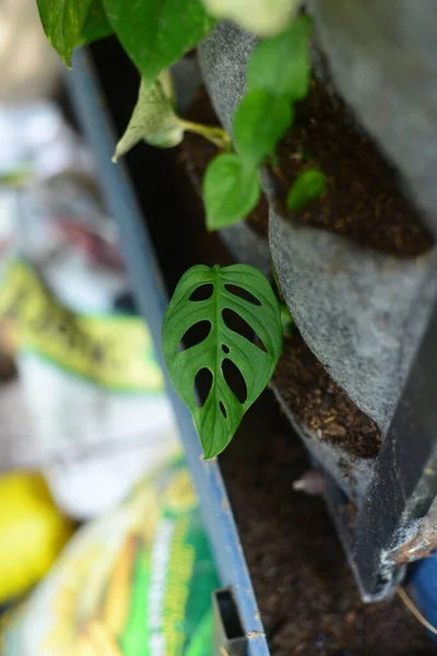 Monstera Adansonii Rośliny Które Obecnie Popularne Indonezji Jako Janda Bolong — Zdjęcie stockowe
