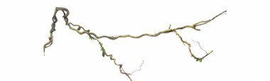 Spiral kıvrılmış orman ağacı dalı, beyaz arka planda izole edilmiş sarmaşık bitkisi, kırpma yolu da dahil. HD Resim ve Büyük Çözünürlük. Duvar kağıdı olarak kullanılabilir