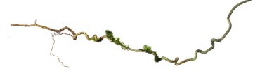 Spiral kıvrılmış orman ağacı dalı, beyaz arka planda izole edilmiş sarmaşık bitkisi, kırpma yolu da dahil. HD Resim ve Büyük Çözünürlük. Duvar kağıdı olarak kullanılabilir