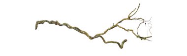 Spiral kıvrılmış orman ağacı dalı, beyaz arka planda izole edilmiş sarmaşık bitkisi, kırpma yolu da dahil. HD Resim ve Büyük Çözünürlük. Duvar kağıdı olarak kullanılabilir
