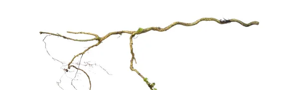Spiralnie Skręcona Gałąź Drzewa Dżungli Roślina Liany Winorośli Izolowane Białym — Zdjęcie stockowe