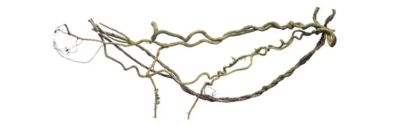 Spiral kıvrılmış orman ağacı dalı, beyaz arka planda izole edilmiş sarmaşık bitkisi, kırpma yolu da dahil. HD Resim ve Büyük Çözünürlük. Duvar kağıdı olarak kullanılabilir